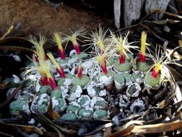 Conophytum truncatum subsp. truncatum in flower