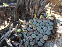 Conophytum truncatum subsp. truncatum young and old juxtaposed