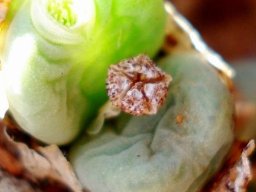 Conophytum velutinum subsp. velutinum