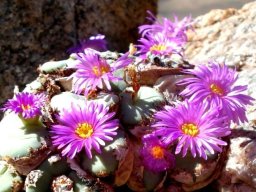 Conophytum wettsteinii 