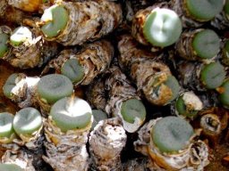 Conophytum wettsteinii subsp. wettsteinii