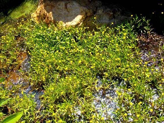 Cotula coronopifolia