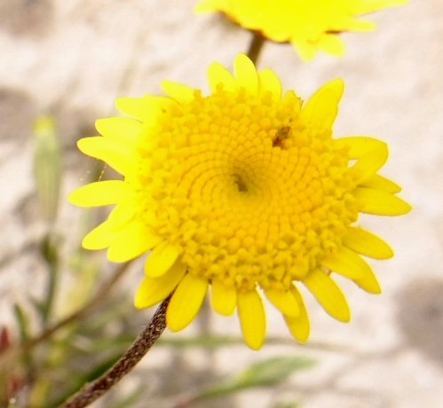 Cotula duckittiae flowerhead
