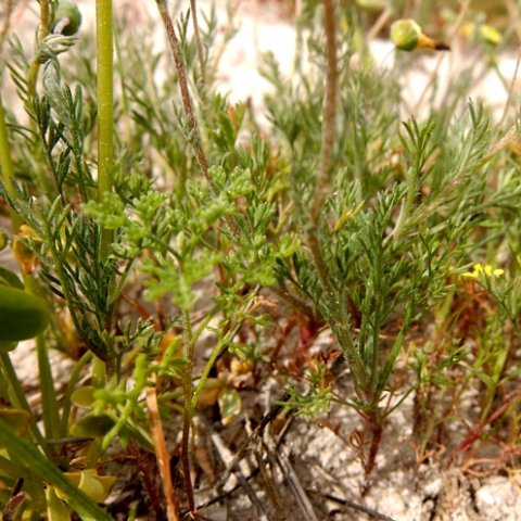 Cotula duckittiae leaves