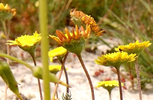 Cotula duckittiae old flowerhead