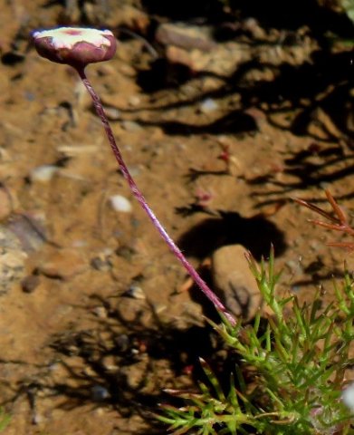Cotula laxa young flowerhead from the side