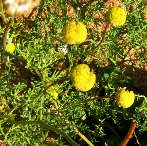 Cotula leptalea