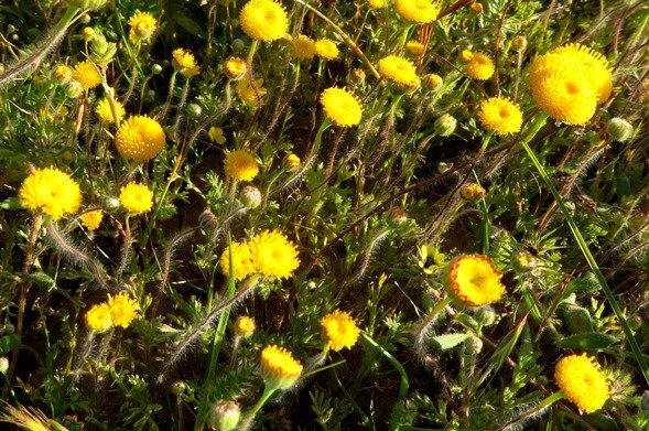 Cotula microglossa stages of floral development