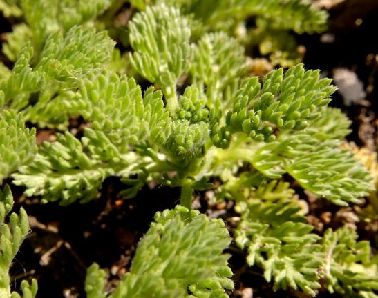 Cotula sericea leaves