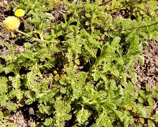 Cotula sericea