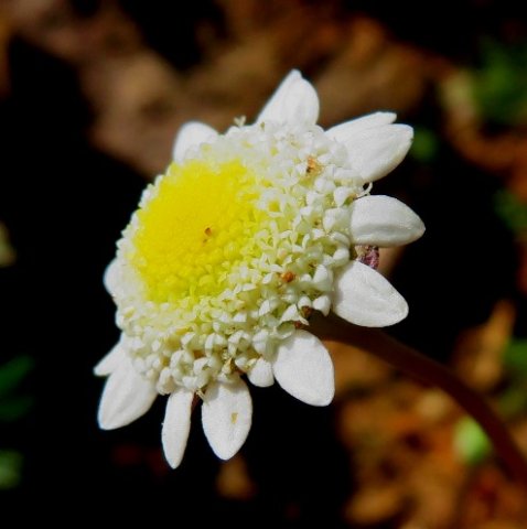 Cotula turbinata three types of florets