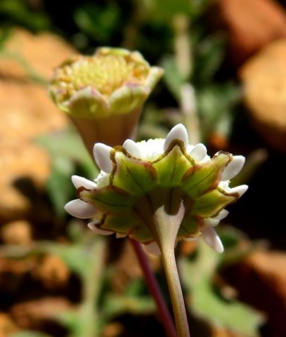 Cotula turbinata flowerhead from behind
