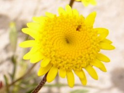Cotula duckittiae flowerhead