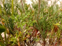 Cotula duckittiae leaves