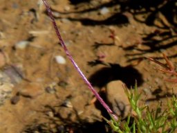 Cotula laxa young flowerhead from the side