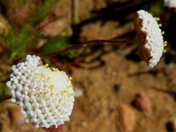 Cotula laxa flowerheads