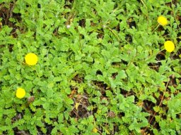 Cotula lineariloba