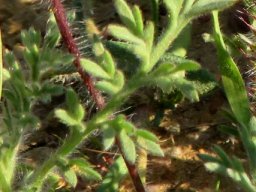 Cotula microglossa leaves