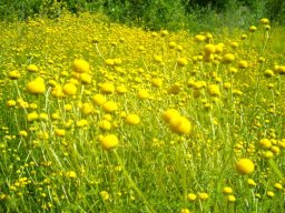Cotula microglossa making most of spring