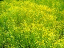 Cotula microglossa