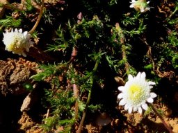 Cotula turbinata