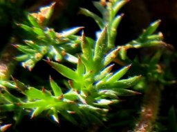 Cotula turbinata leaves
