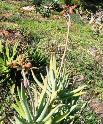 Cotyledon barbeyi ready to burst into flower in June