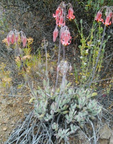 Cotyledon papillaris in the Rooiberg