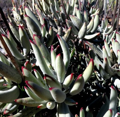 Cotyledon orbiculata var. dactylopsis