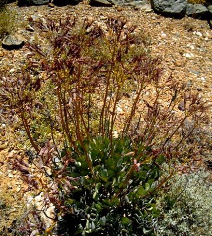 Cotyledon