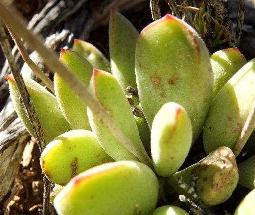 Cotyledon papillaris yellow-green leaves