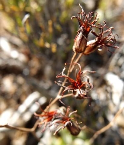 Cotyledon papillaris flower remains