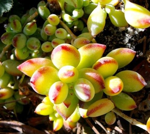 Cotyledon pendens, kransklokkies