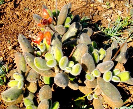 Cotyledon tomentosa subsp. tomentosa mixed features