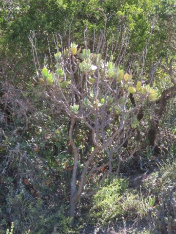 Cotyledon velutina