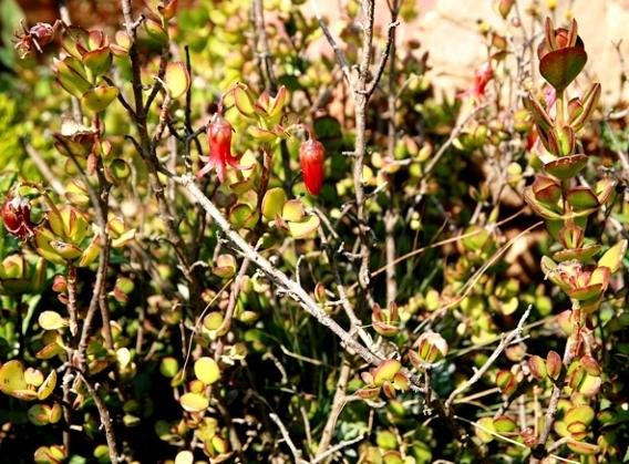 Cotyledon woodii