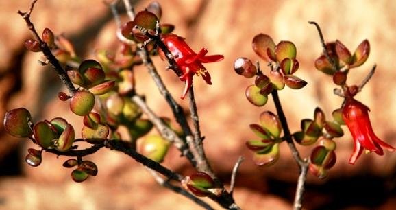 Cotyledon woodii leaves