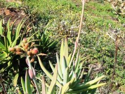 Cotyledon barbeyi ready to burst into flower in June