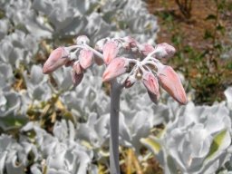 Cotyledon orbiculata var. orbiculata buds