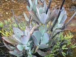 Cotyledon orbiculata in the Agtervinkrivier valley