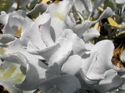 Cotyledon orbiculata var. orbiculata leaves