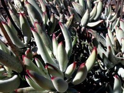 Cotyledon orbiculata var. dactylopsis