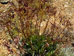 Cotyledon