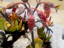 Cotyledon orbiculata var. orbiculata, sometimes the hondeoor