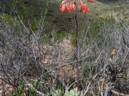 Cotyledon orbiculata