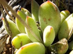 Cotyledon papillaris yellow-green leaves
