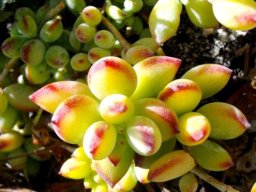 Cotyledon pendens, kransklokkies