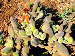 Cotyledon tomentosa subsp. tomentosa mixed features