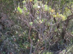 Cotyledon velutina