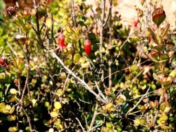Cotyledon woodii